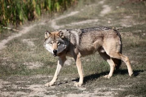 Wild wolf standing in the forest Stock Photos