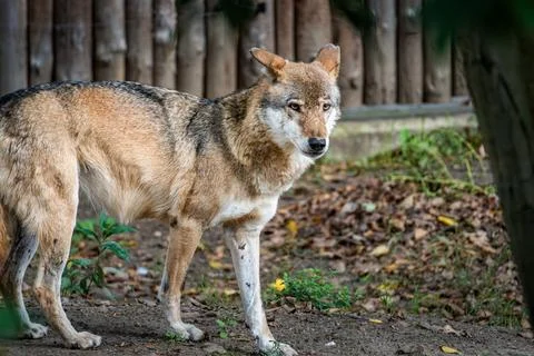 A wild wolf stands alert in its natural habitat surrounded by autumn leaves and Stock Photos