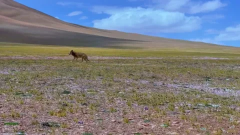 Wild Wolf Walking Across Vast Grassland Under Blue Sky Tibet China 動画素材 346738094
