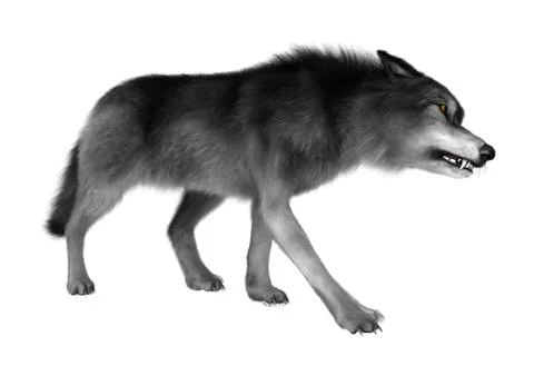 Wild Wolf on White Illustrazione stock