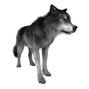 Wild Wolf on White Illustrazione stock