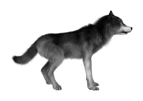 Wild Wolf on White Illustrazione stock