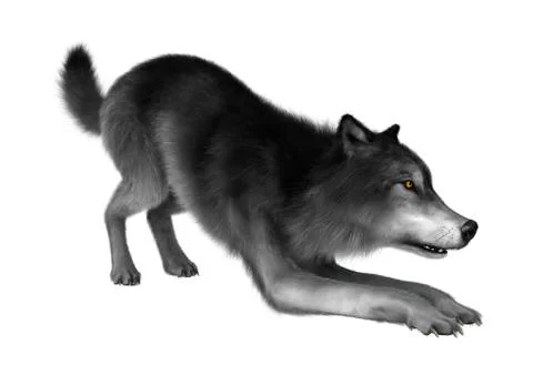Wild Wolf on White Illustrazione stock
