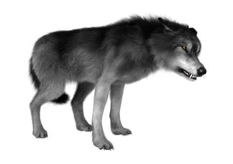 Wild Wolf on White Illustrazione stock