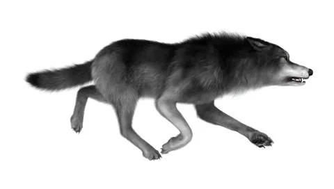Wild Wolf on White Illustrazione stock