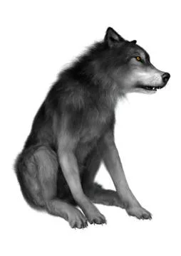 Wild Wolf on White 스톡 일러스트