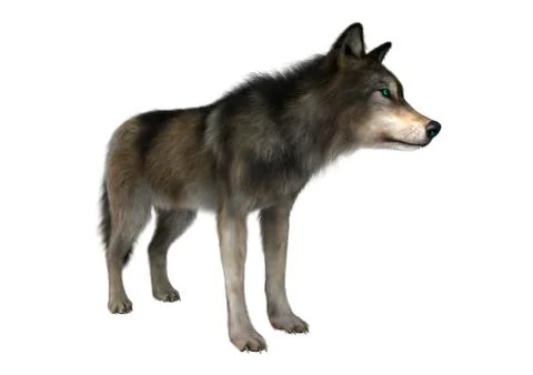 Wild Wolf on White Illustrazione stock