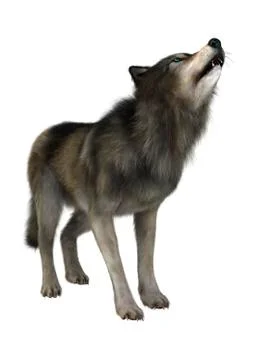 Wild Wolf on White Illustrazione stock