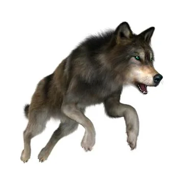 Wild Wolf on White Illustrazione stock