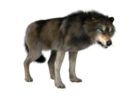 Wild Wolf on White Illustrazione stock