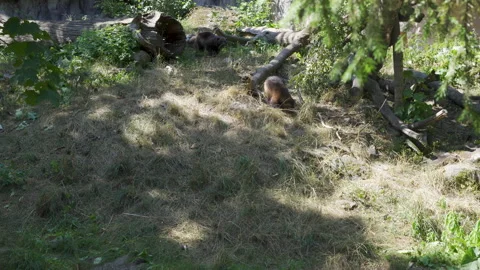 Wild Wolverines in forest environment Stock Footage 159133989