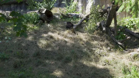 Wild Wolverines in forest environment, rare footage Stock Footage 159161237