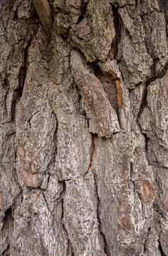 Wild wood surface texture aged realistic closeup Stock Photos