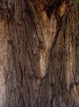 Wild wood surface texture aged realistic closeup Stock Photos