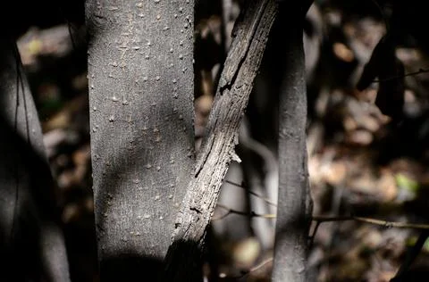 Wild wood surface texture aged realistic lanscape Stock Photos
