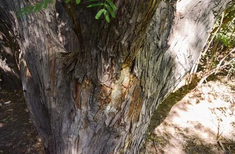 Wild wood surface texture aged realistic closeup Stock-Fotos
