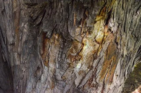 Wild wood surface texture aged realistic closeup Stock Photos