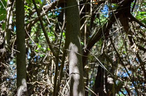 Wild wood surface texture aged realistic lanscape Stock-Fotos