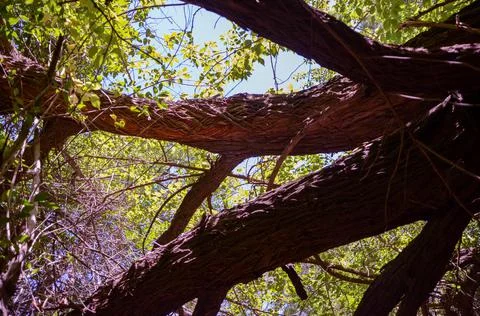 Wild wood surface texture aged realistic lanscape Stock Photos
