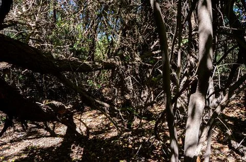 Wild wood surface texture aged realistic lanscape Stock Photos