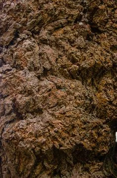 Wild wood surface texture aged realistic closeup Stock Photos