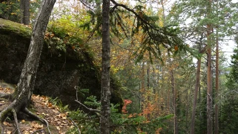 Wild woods in all their glory. Stock Footage 296826634