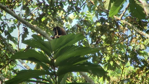 A wild Woolly monkey, feeds and jumps to another tree. Video stock 264022825