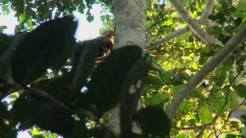 A wild Woolly monkey, Lagothrix, in the Amazon rainforest, Ecuador, Stock Footage 264494751