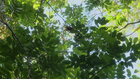 A wild Woolly monkey, Lagothrix, jumps from branch to branch in rainforest. Stock Footage 266835294