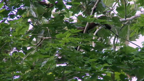 A wild Woolly monkey, Lagothrix, playfully feeds in the Amazon rainforest. Stock Footage 271152306