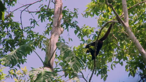 A wild Woolly monkey, Lagothrix, resting on a branch in the Amazon rainforest. Stock Footage 263152598