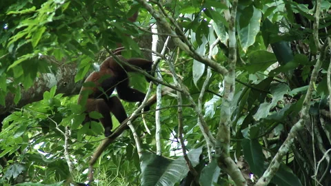 A wild Woolly monkey playfully feeds on tree branches in the Amazon rainforest. Stock Footage 266489604