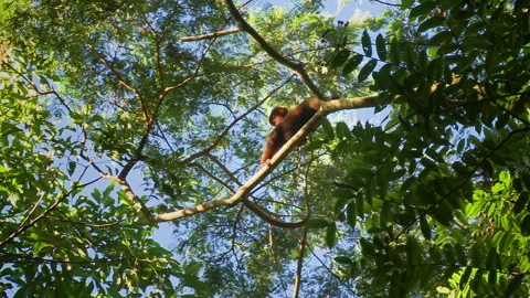 A wild Woolly monkey resting on a branch in the Yasuni National Park. Stock Footage 267185223