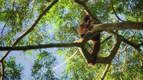 A wild Woolly monkey resting on a branch in the Amazon rainforest, Ecuador. Stock Footage 269956046