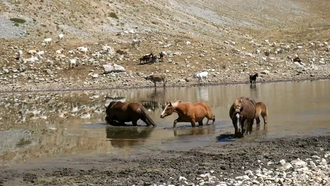 Wild worses having a bath in a drought mountain lake. Duchess lake Vídeos de archivo 104606734