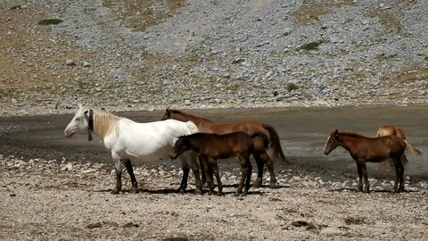 Wild worses having a bath in a drought mountain lake. Duchess lake 库存影片 104607028