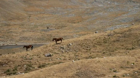 Wild worses having a bath in a drought mountain lake. Duchess lake 库存影片 104607057