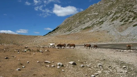 Wild worses having a bath in a drought mountain lake. Duchess lake 库存影片 104607077