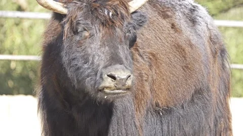 Wild yak (Bos mutus) Stock Footage 90750922