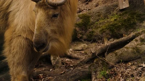 Wild yak Stock Footage 238949604