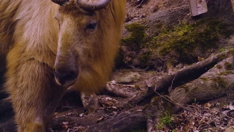 Wild yak Stock Footage 238989020