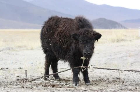 Wild yak Stock Photos
