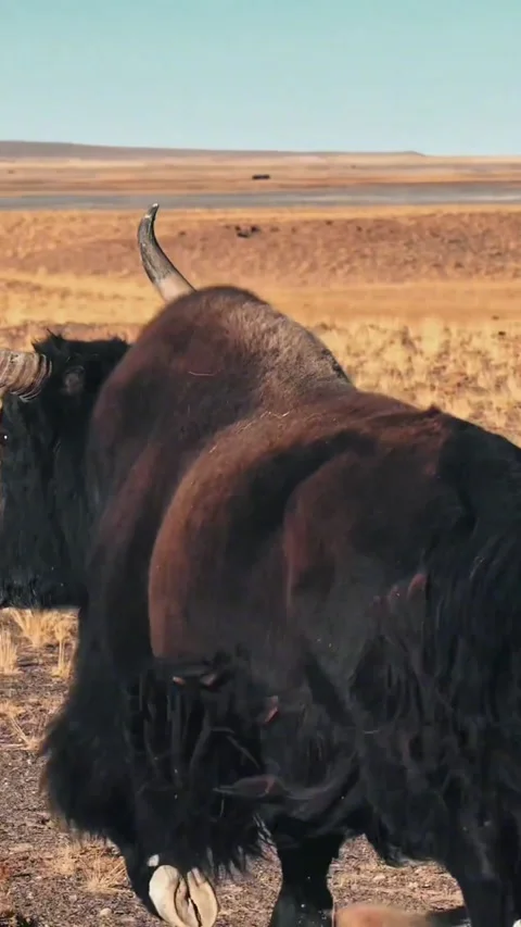 Wild yak running across steppe with wolf background Stock-Footage 341818931