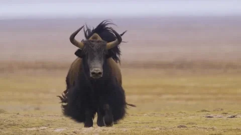 Wild yak running on a barren plateau 库存影片 334304341