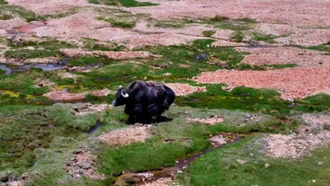 Wild Yak Standing in a Marshy Alpine Landscape Tibet China 動画素材 346738026