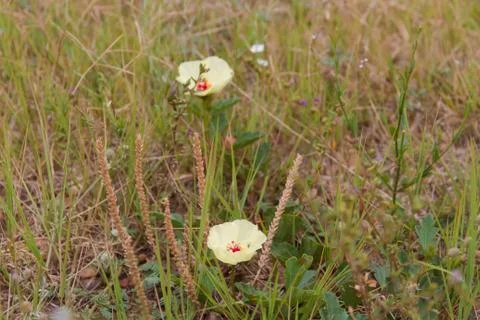 Wild yellow and red rustic flowers blooming in spring Stock Photos