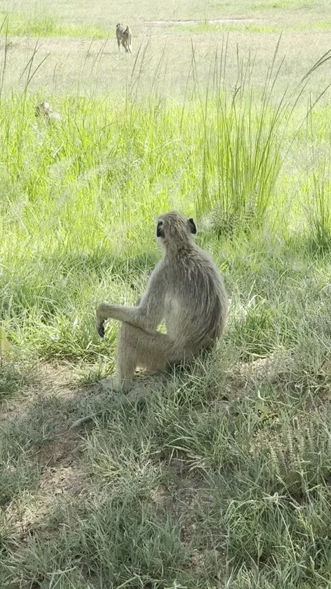 Wild yellow baboon sitting in green grass and walking away vertical Stockbeeldmateriaal 344602071