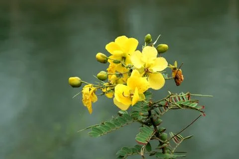 Wild Yellow Bloom Stock Photos