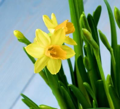 Wild Yellow Daffodils Stock Photos