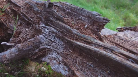 Wild Yellow Daisies by a Fallen Pine Log in Benidorm Forest Stock Footage 333523618